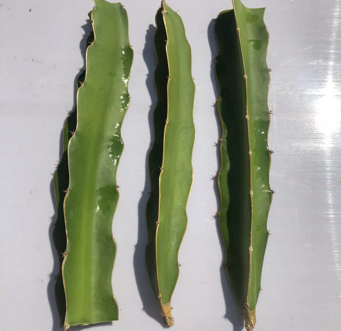 3 White Flesh Dragon Fruit Fresh Cutting Pitaya Succulent Cactus 10”-12”No Root