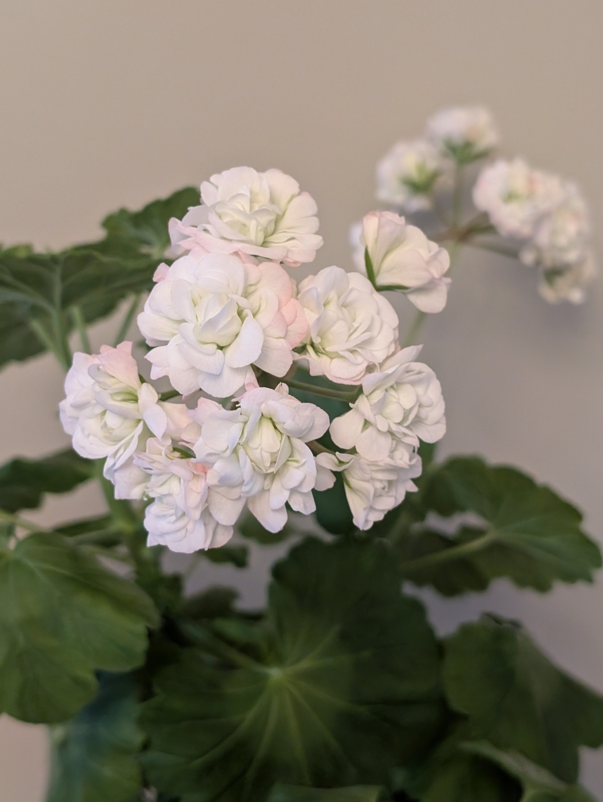 Rosebud Geranium Plant – LIVE Plant, Fully Rooted – April Snow