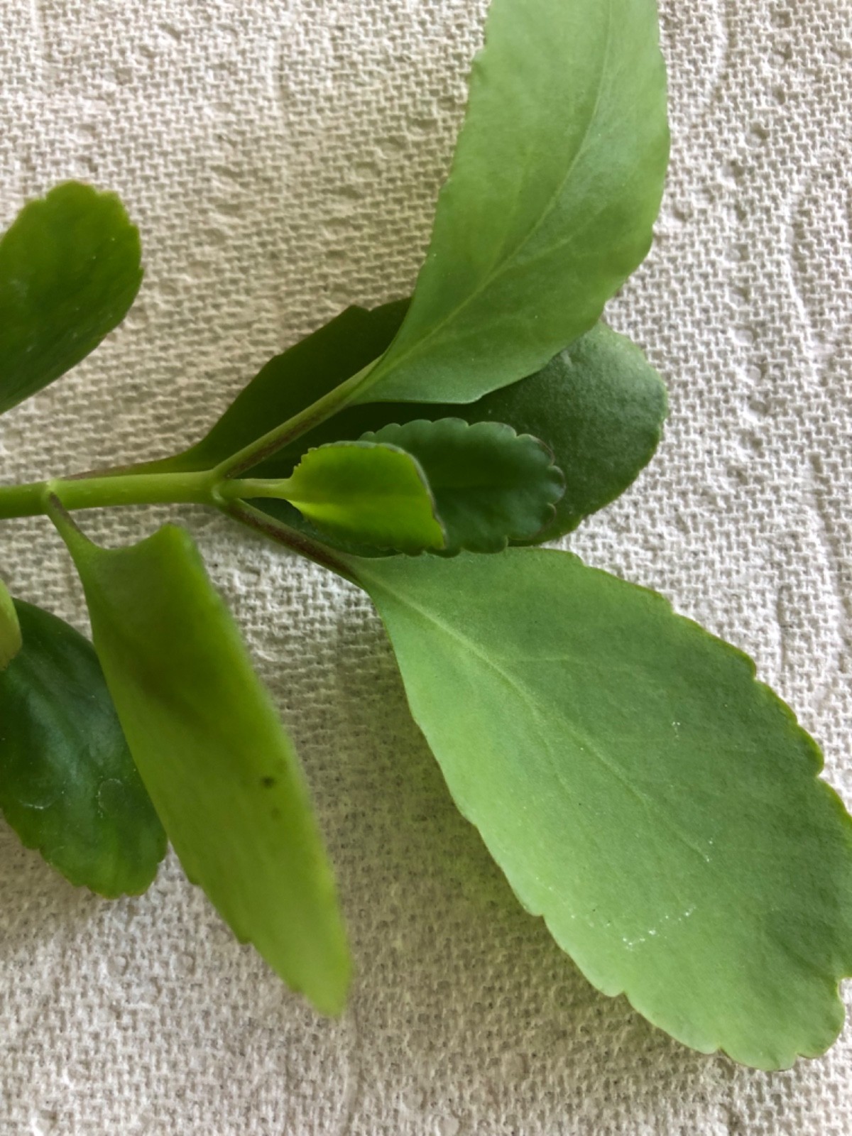 Wonder of the world plant ( Kalanchoe Pinnata ) miracle leaf