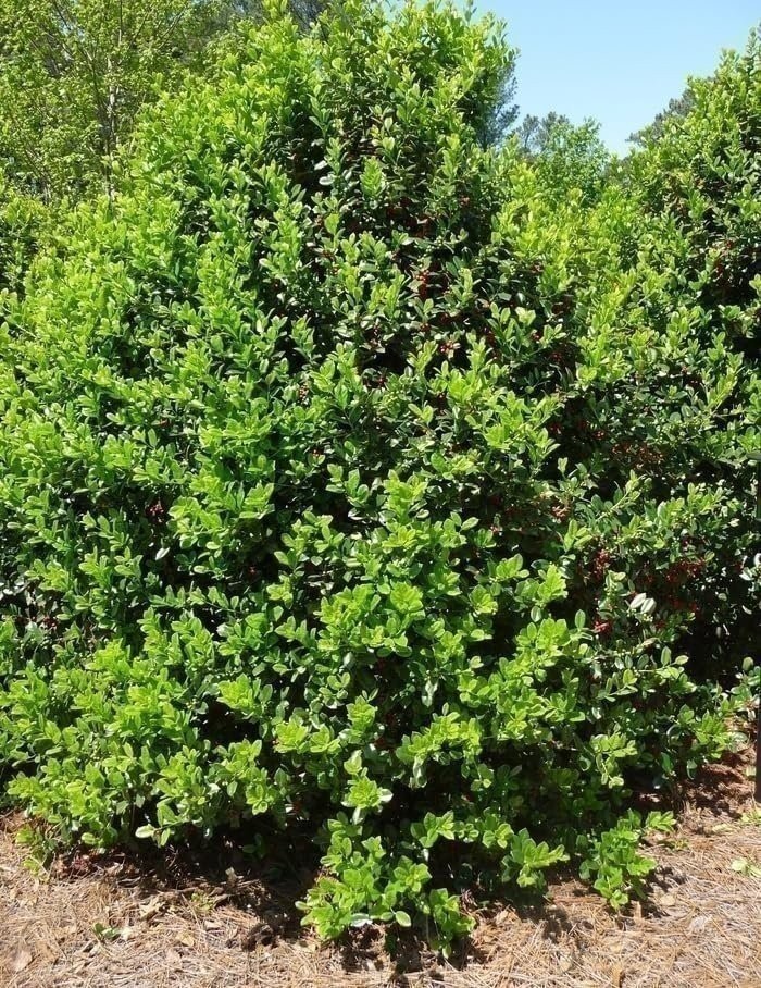 Ilex Needlepoint Chinese Holly | 1 Gallon | Ilex cornuta | Evergreen Privacy