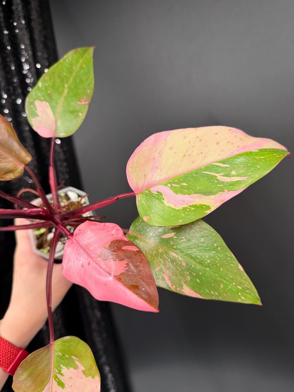Philodendron Persimmon Princess Variegated, Exact Plant, US Seller