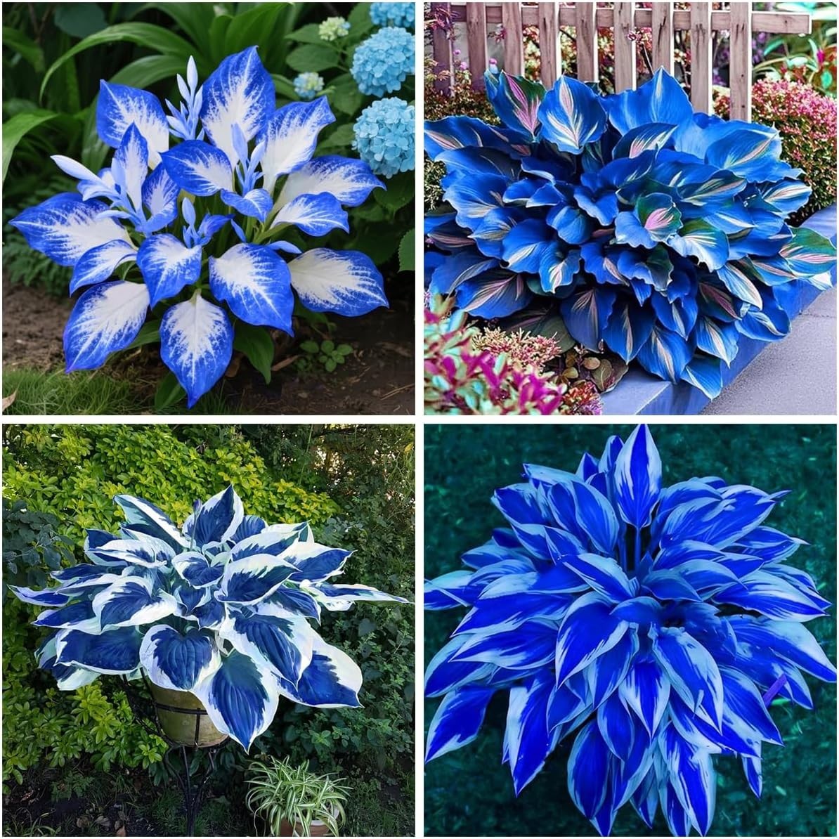 220+ Hosta Seeds Blue Perennial for Planting,Hosta Seeds Blue and Black,Rare Hos
