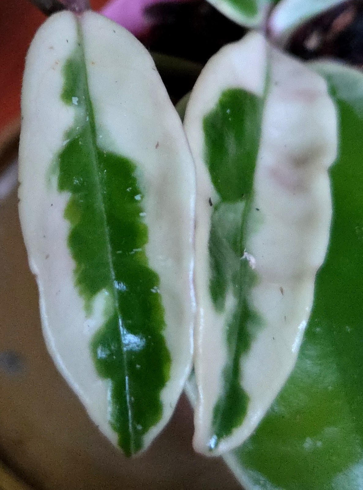 Rare Hoya Suzie Q Hybrid 8″ Tall Not Monstera Philodendron Aroid Anthurium