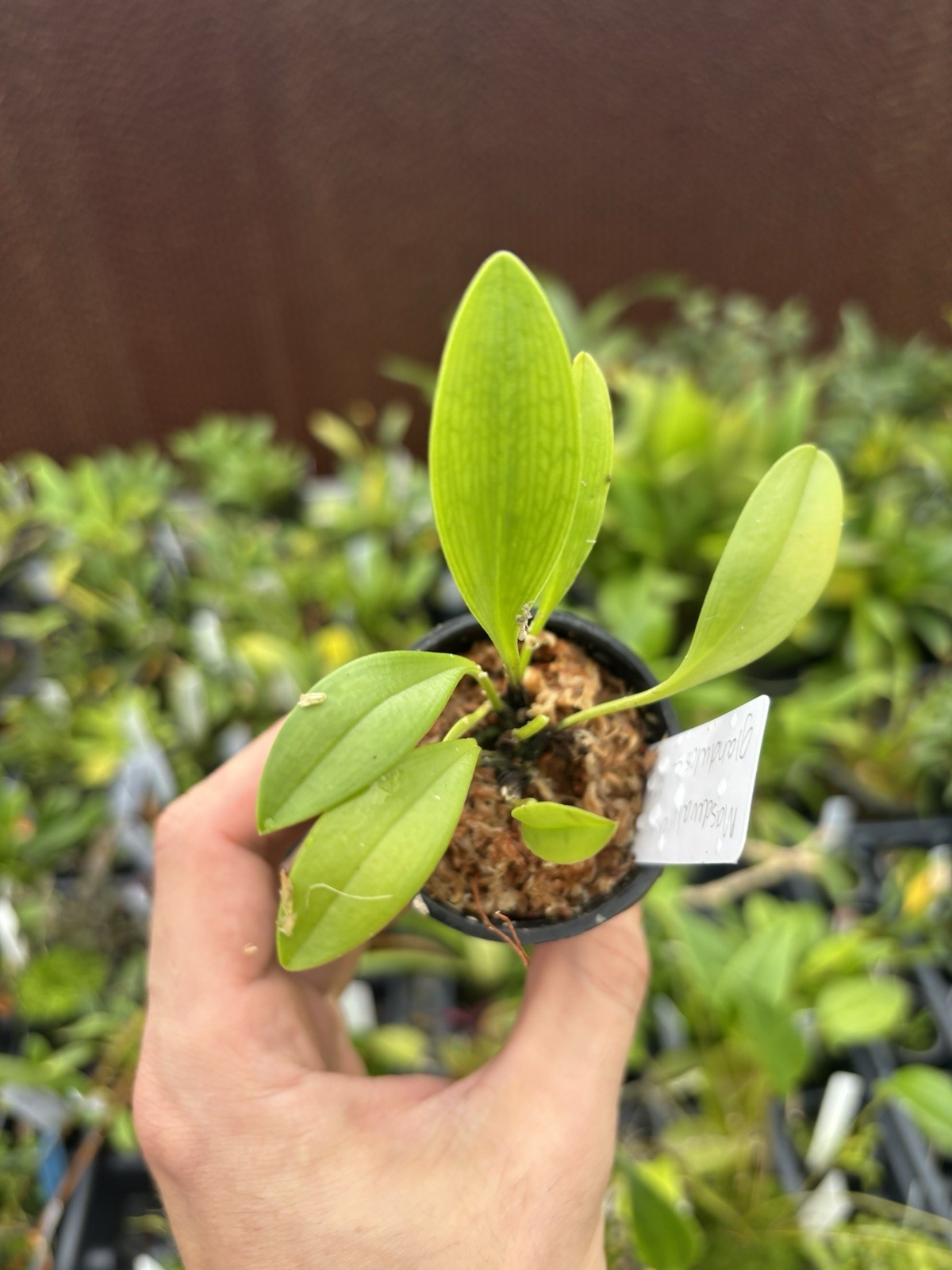 Masdevallia glandulosa ‘Golden Gate’ AM/AOS Bloom Size Division Orchid Species