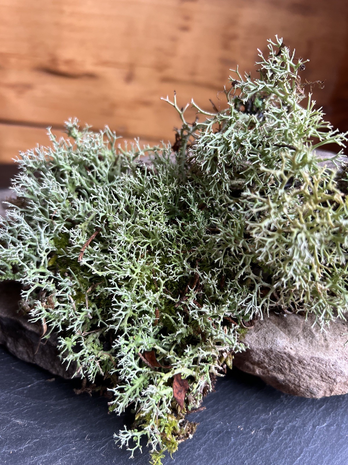 Live Fresh Moss- One Gallon Bag-Uses Bonsai, Terrarium, Vivarium, Fairy Garden