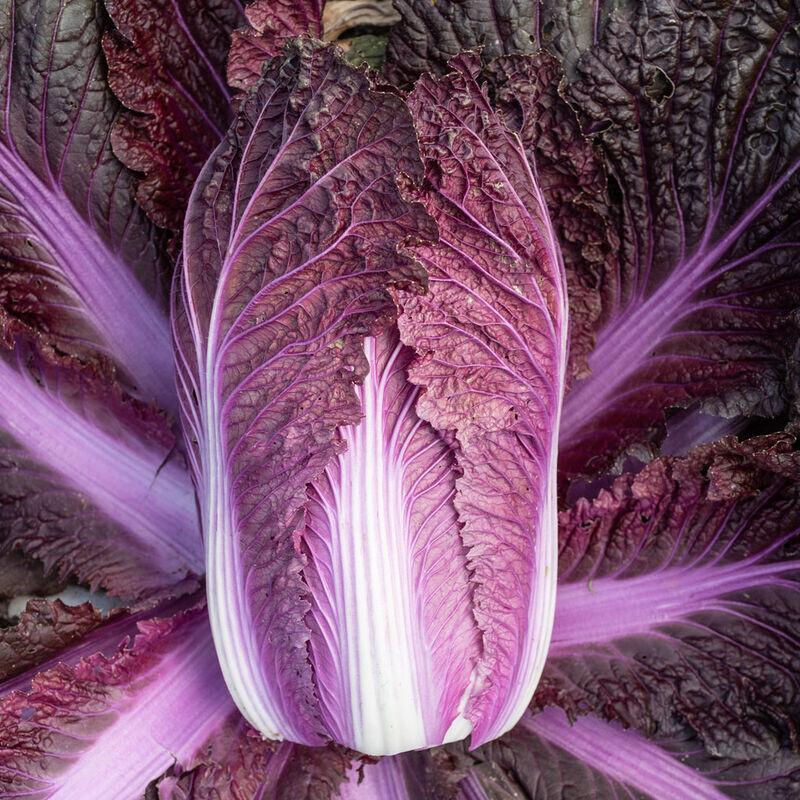 Merlot Red Dragon Chinese Cabbage Hybrid (F1) seeds – Brassica rapa