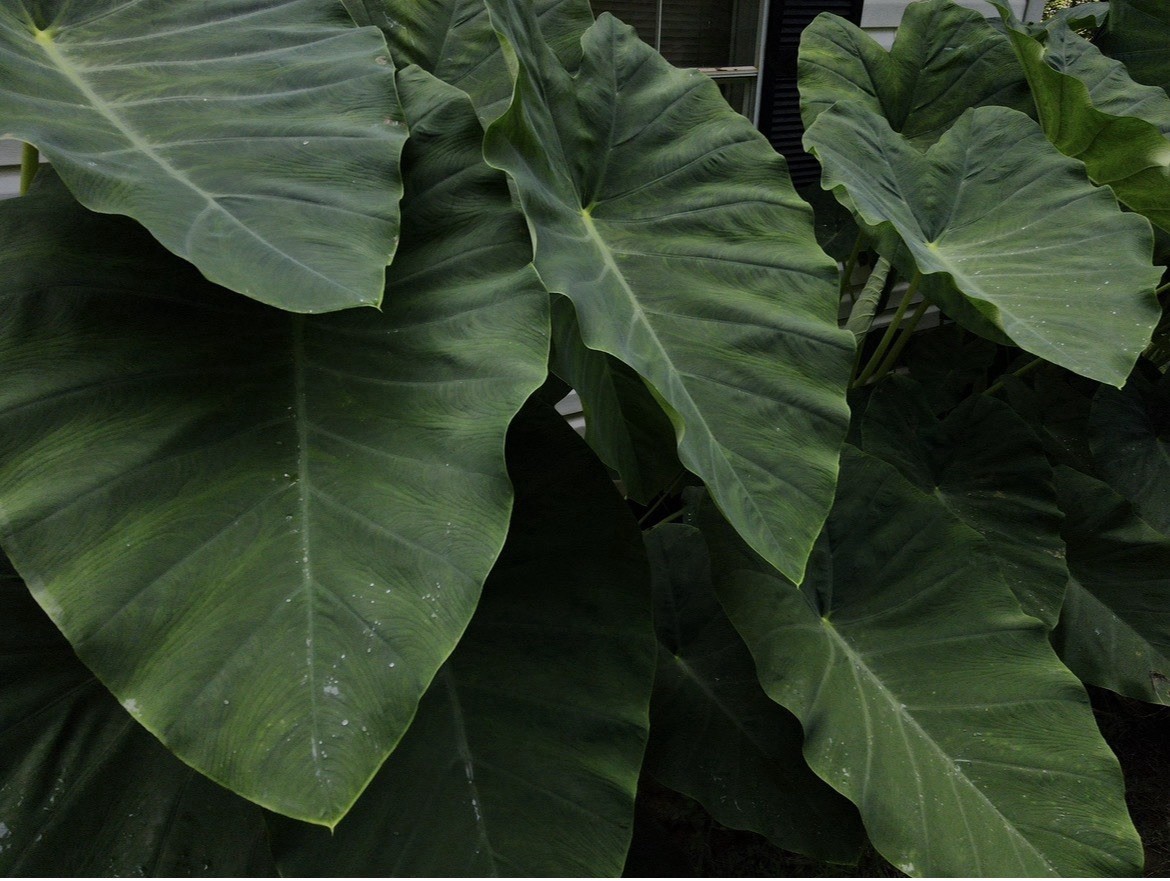Mammoth Elephant Ears Bulb Huuuuuge Plants (Colocasia esculenta)