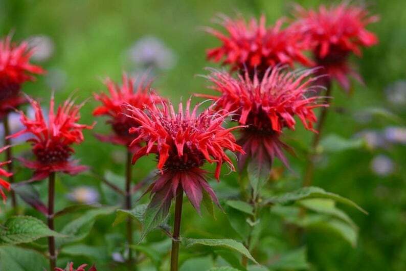 100 Red Bee Balm Seeds Flowers Seed Bloom Hummingbird Flower Seeds 406