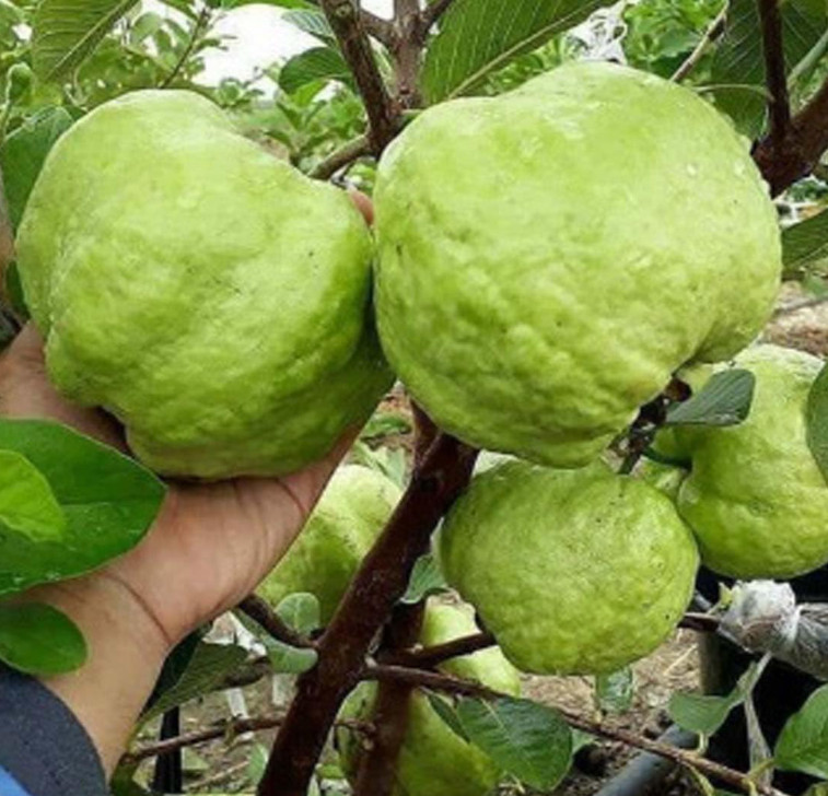 Thai Kilo White Guava Tree – Air Layered – 2-3ft – 3Gallon – Large Tropical Guav