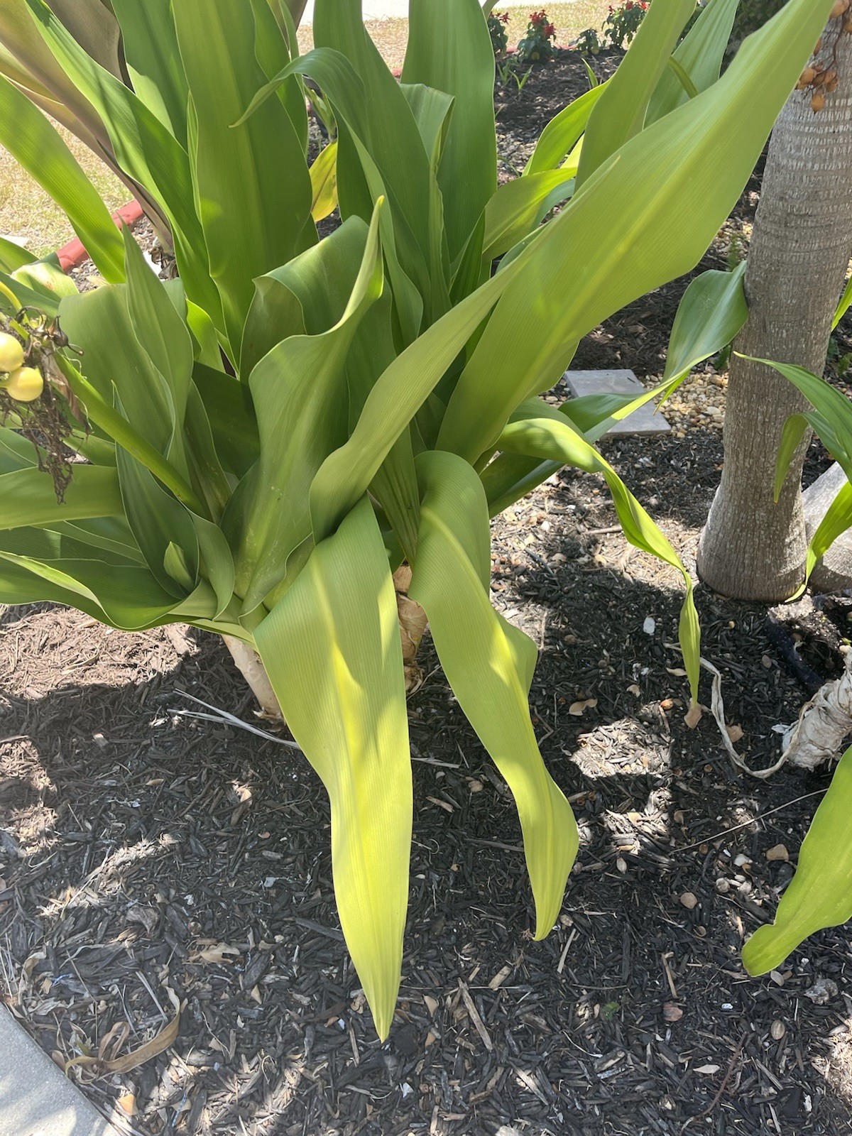 Crinum Asciatica Bulb Sprouting