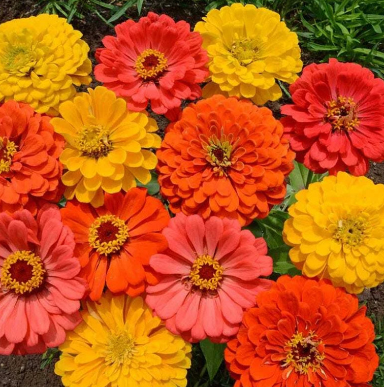 Zinnia DESSERT GARDEN Collection 4 Mixes 750 Seeds Berry Cheesecake Lime Fruity!