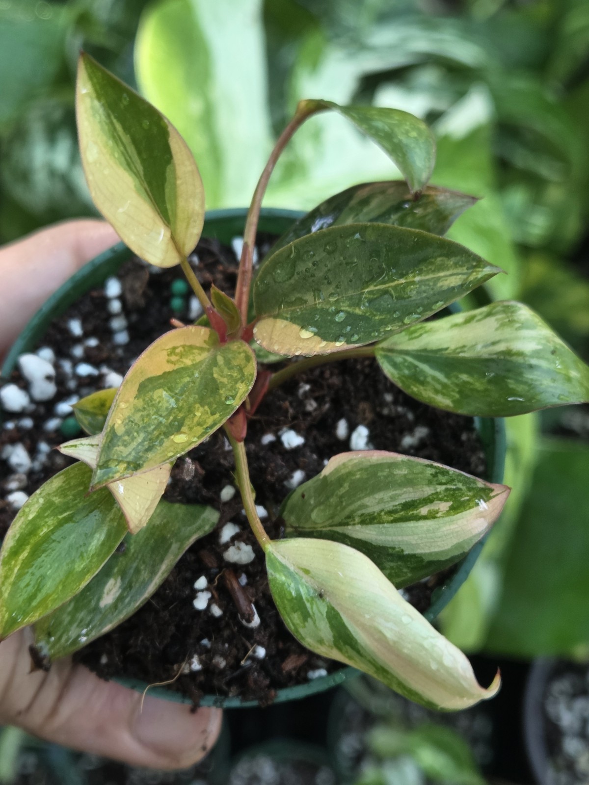 Philodendron Red Congo Variegated 3″in Pot Rare plant, Grower choice