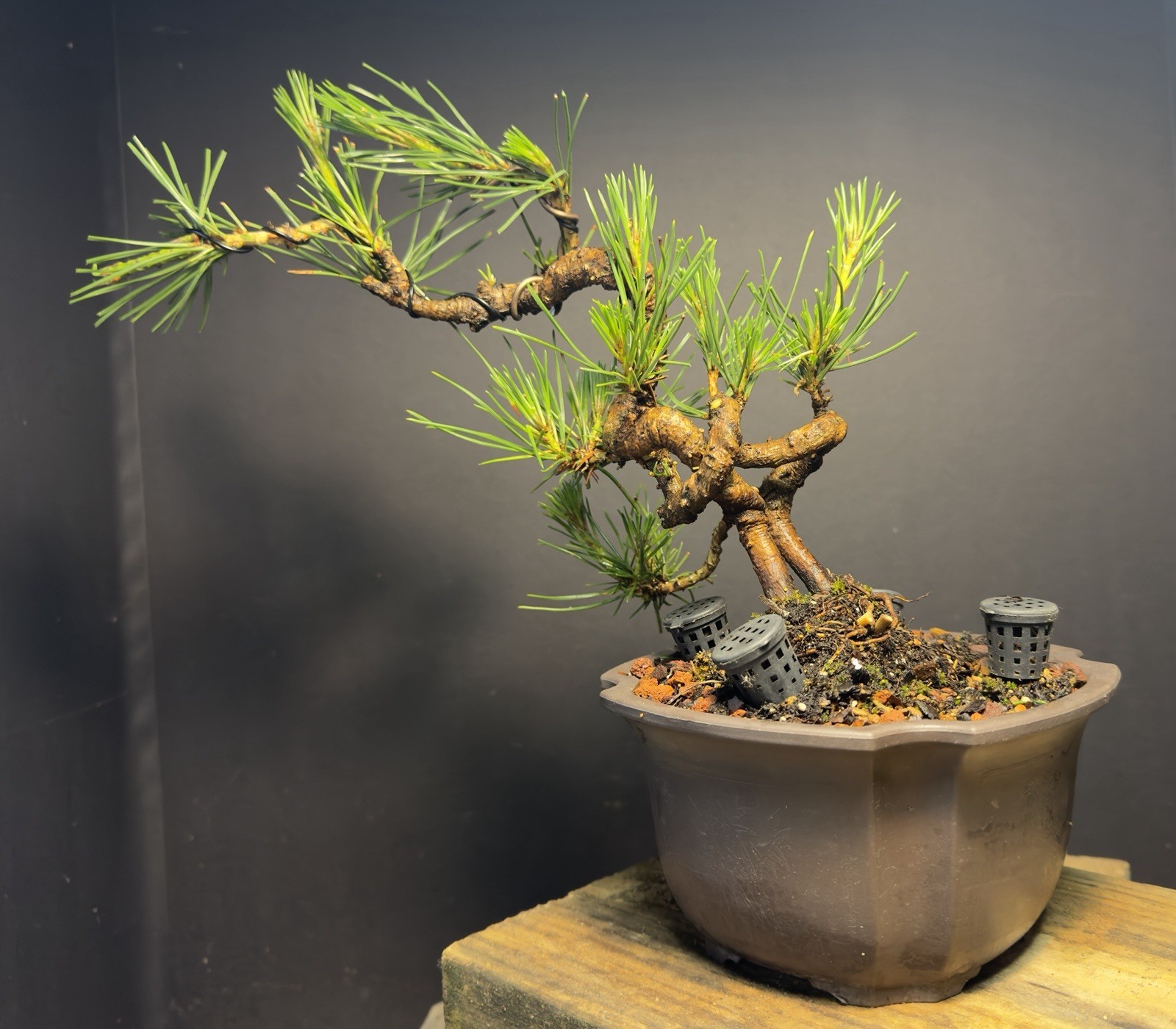 Bonsai Tree Japanese Black Pine Trained “Dragon” Style 11” Tall Plastic Grow Pot