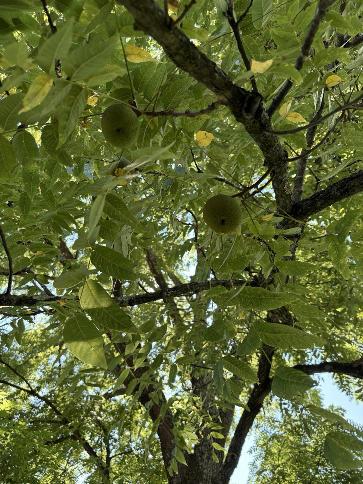 1 Black Walnut Tree Bare Root /Juglans 12-18” Grown In E Tennessee