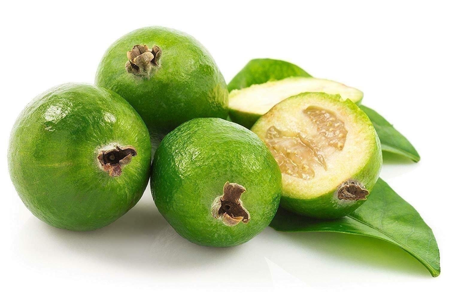 Pineapple Guava Plant – Live 4 Inch Plants – Feijoa Sellowiana – Edible…
