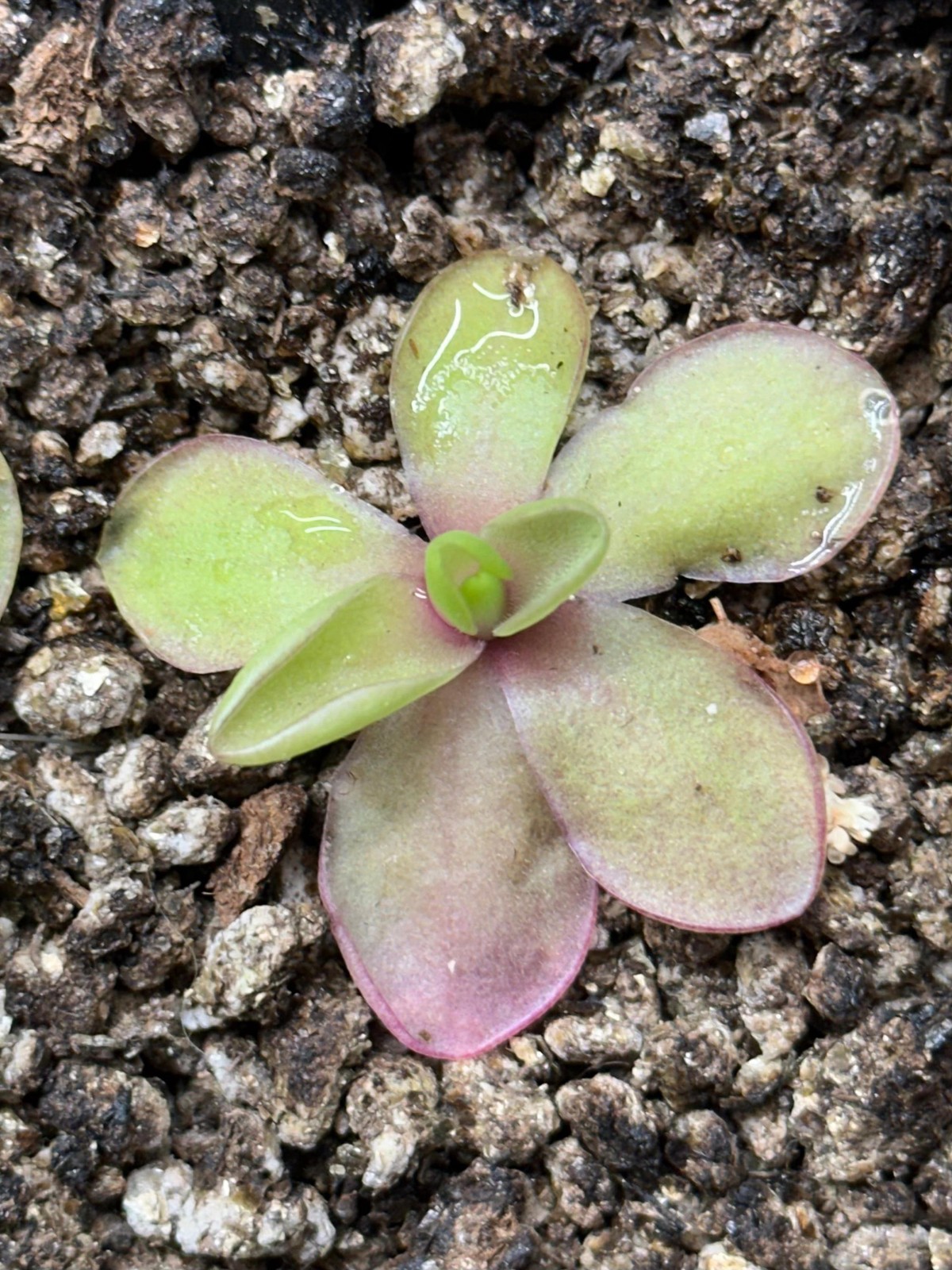 Pinguicula ‘Razzberry Blonde’ – Live Butterwort Carnivorous Potted Plant