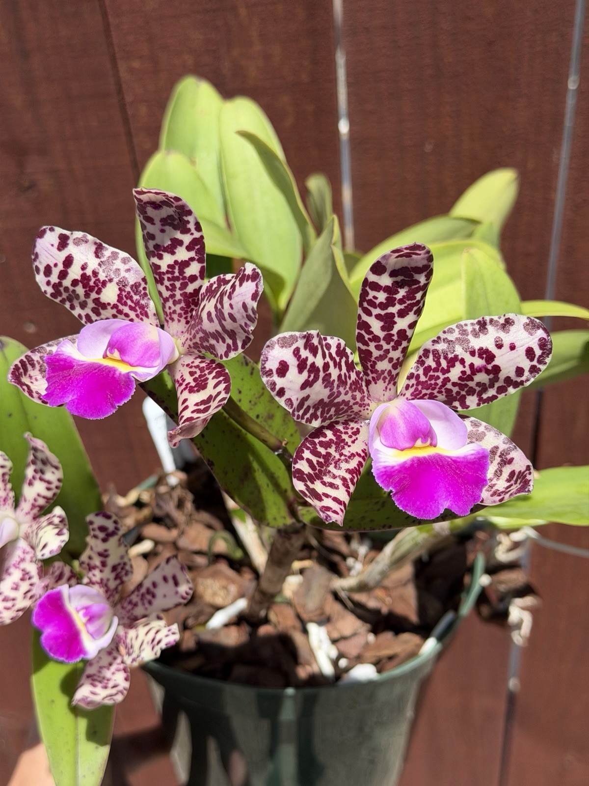 SVO Stud Collection Orchid: C. Summer Spot X C. Small World