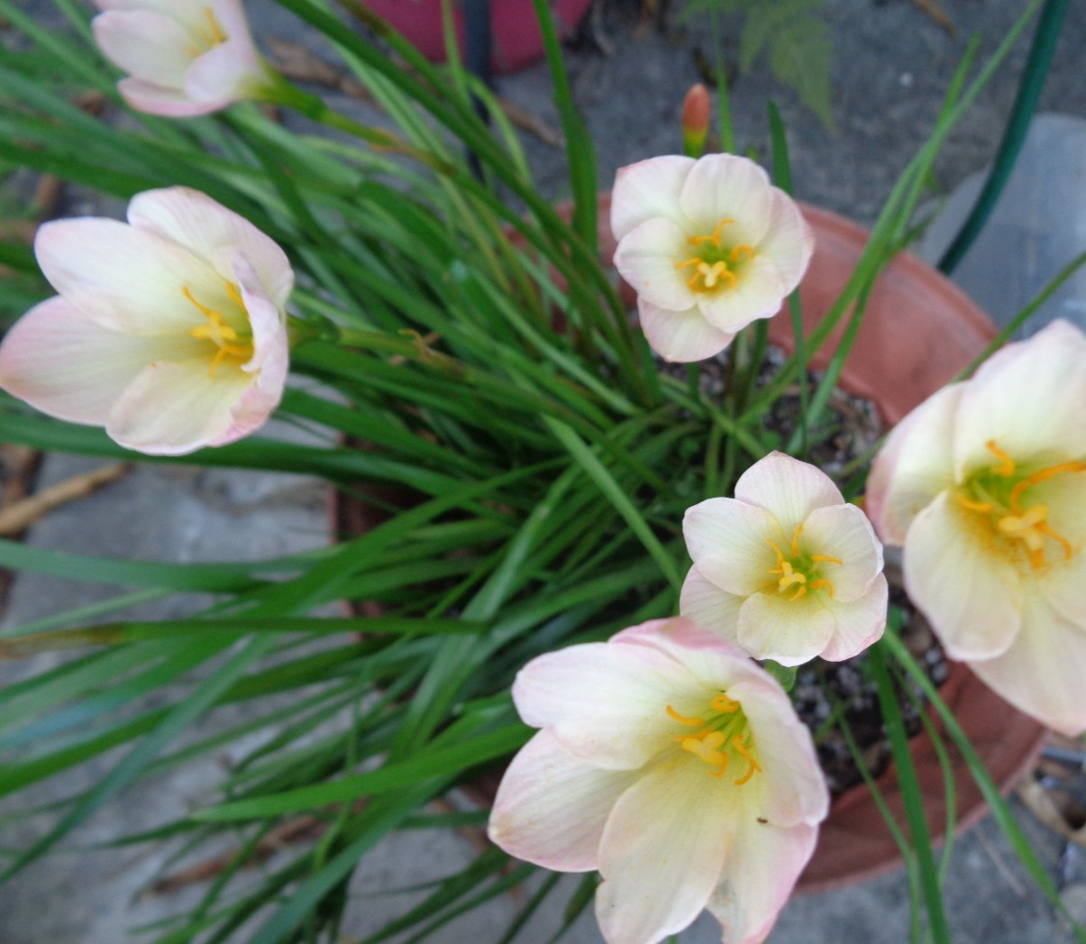 10 Pink / White / Yellow Rain Lily Bulbs – ship bare root