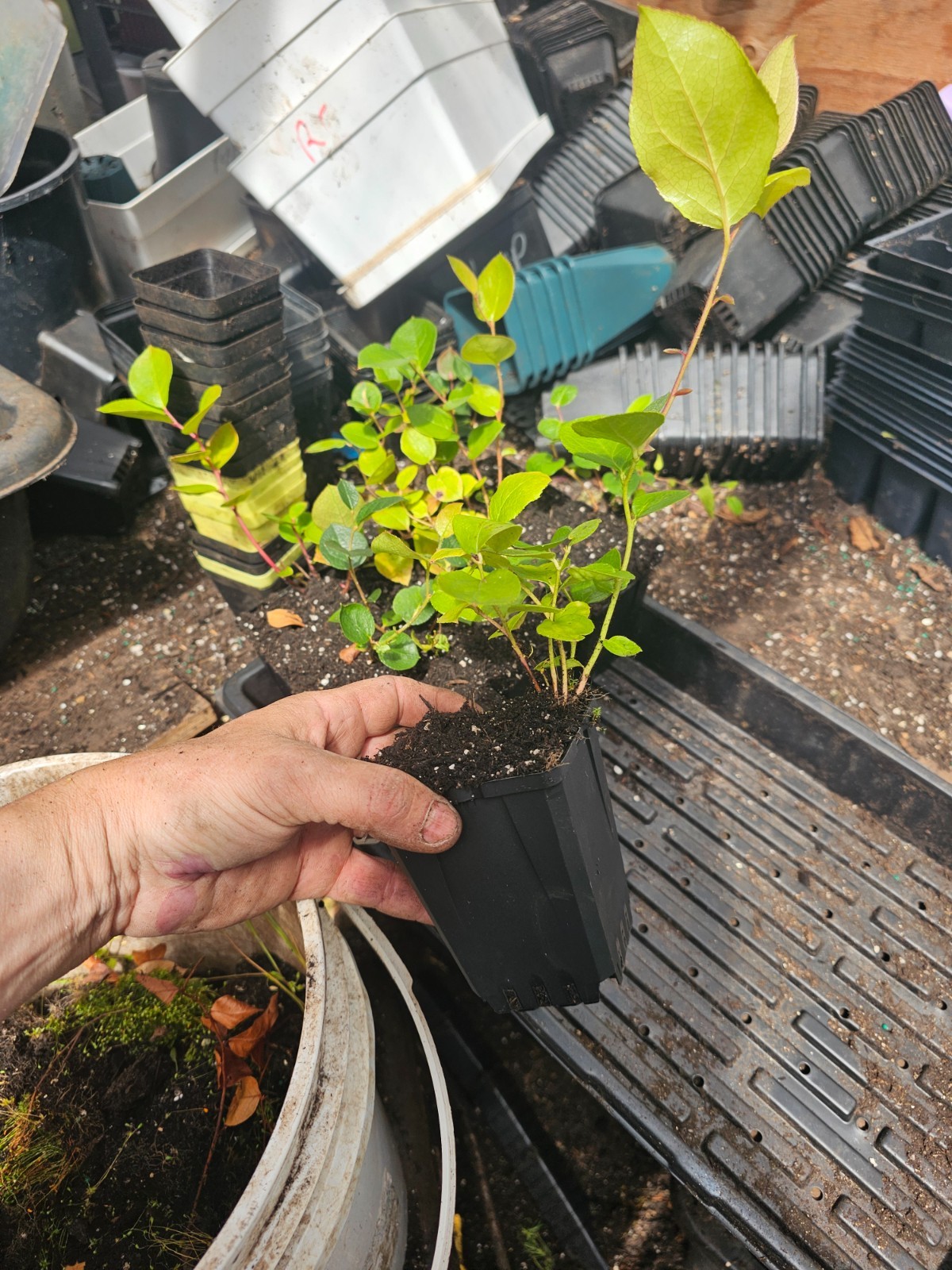 2-pack medium live SALAL berry bush plant, in 4″ pot aka “poor mans blueberry”