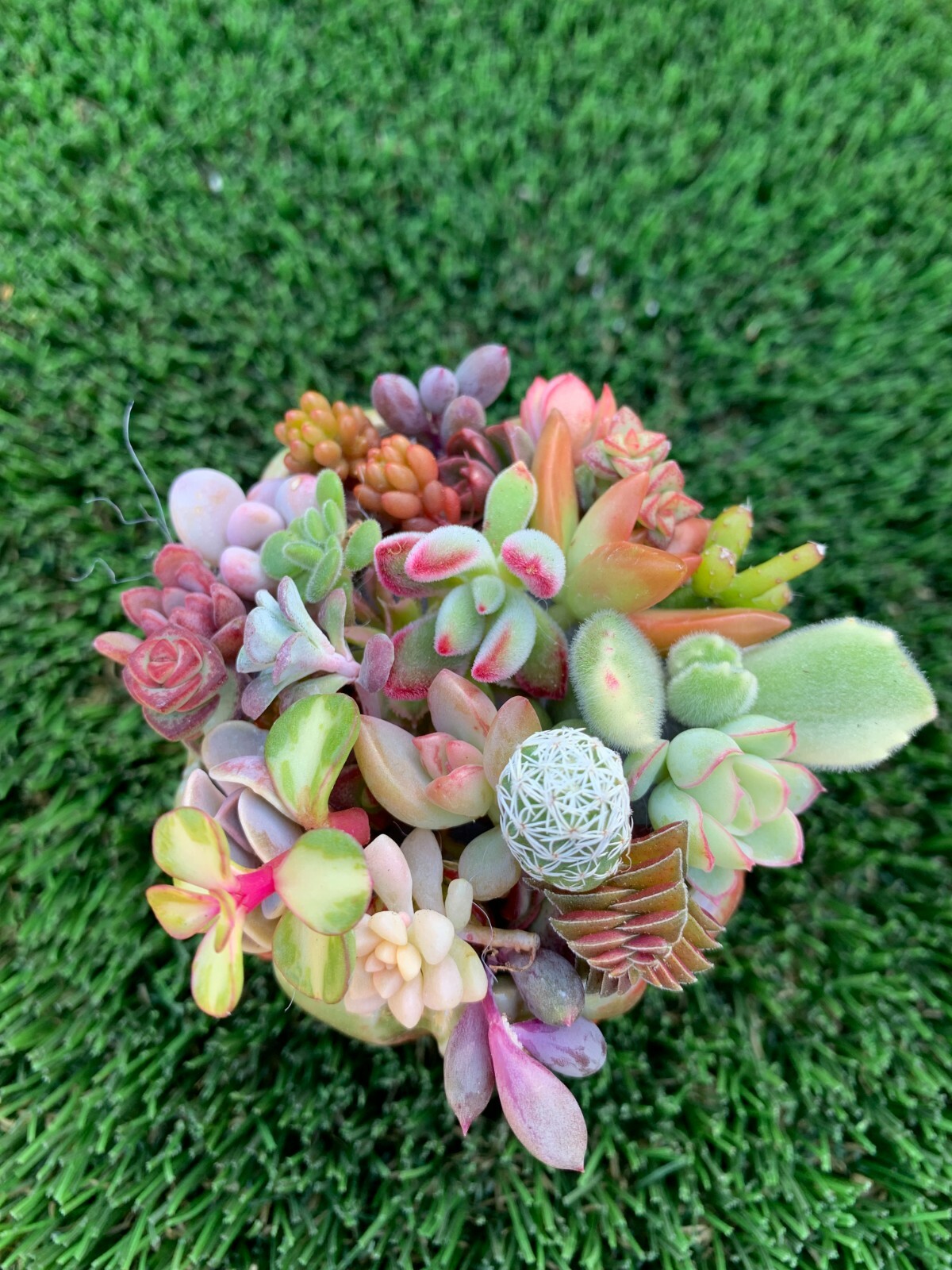 10 unrooted Colorful Succulent Cuttings (10 different varieties)