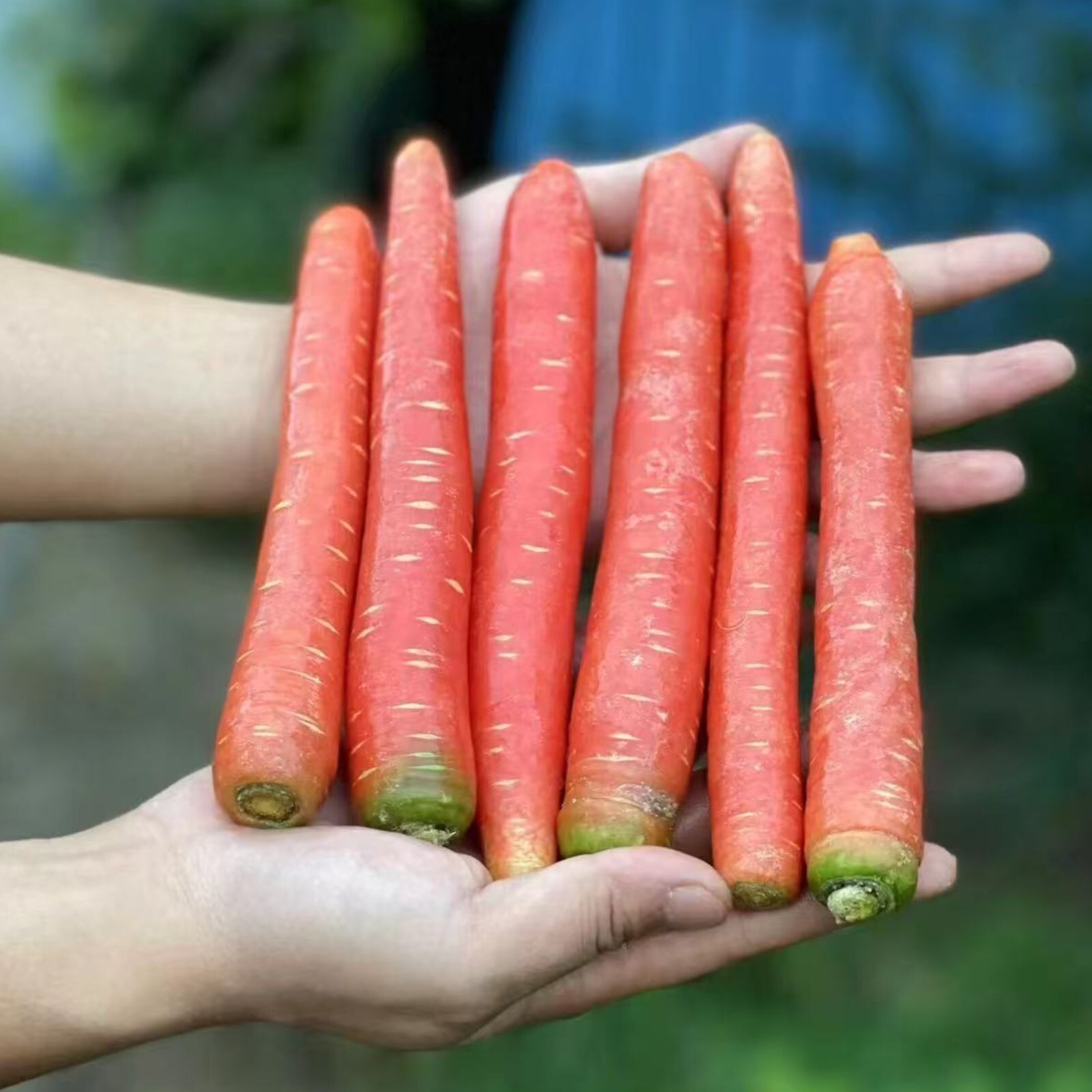 Red Fruit Carrot Seeds – 1000 Seeds – Non-GMO Heirloom Root Vegetable