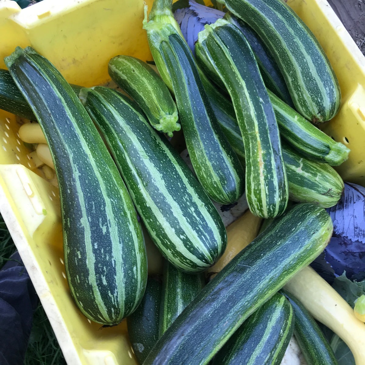 25 Cocozelle Zucchini Summer Squash Seeds, NON-GMO, Cocozella di Napoli,