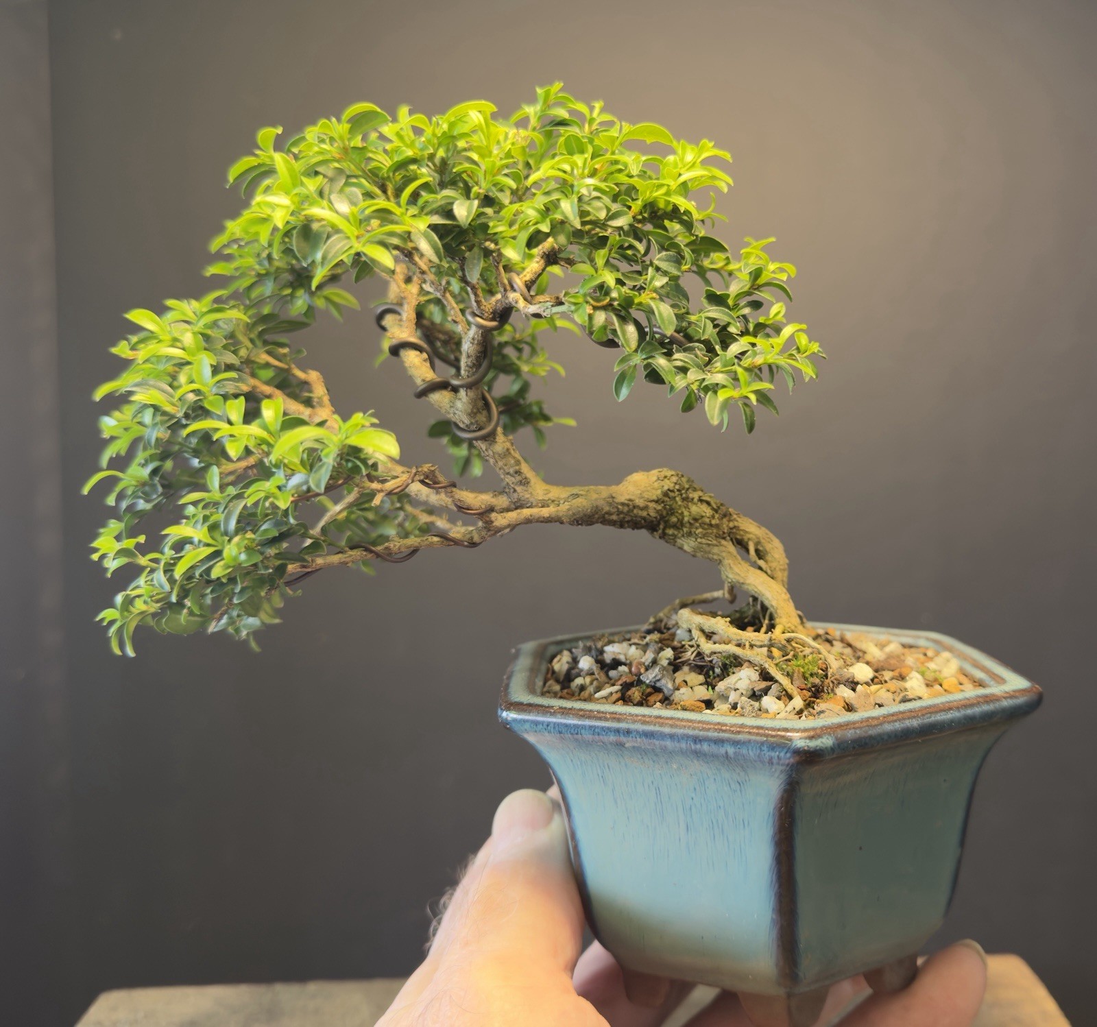 Bonsai Tree Kingsville Boxwood 10+ Years Old 5 1/2” Tall Quality Chinese Pot