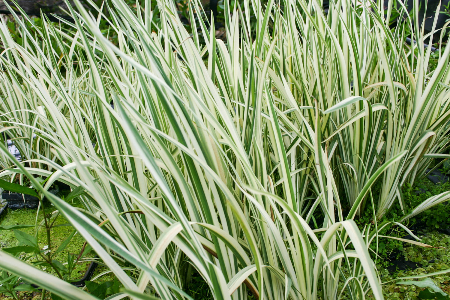 Live Variegated Sweet Flag Winter Hardy Aquatic Marginal Pond/Bog Plant