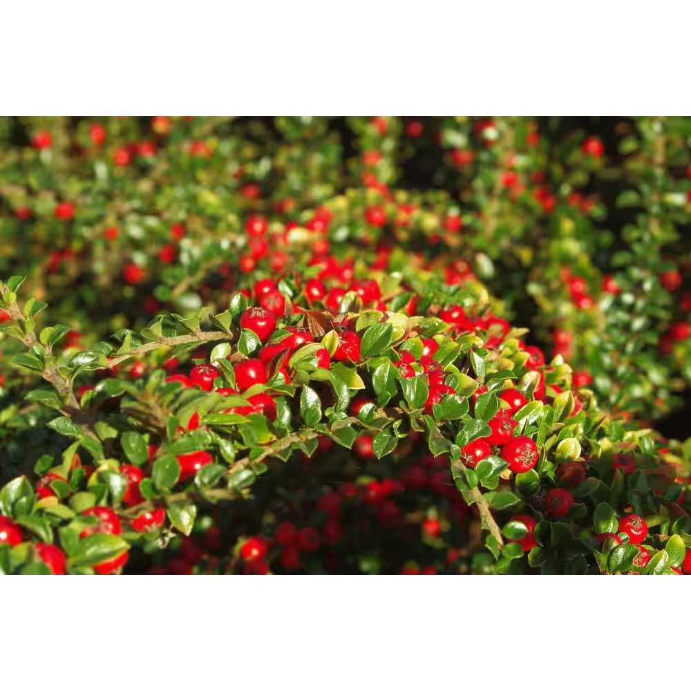 1 Gal. Cranberry Cotoneaster Shrub This True Multi-Purpose Shrub Displays a Diff