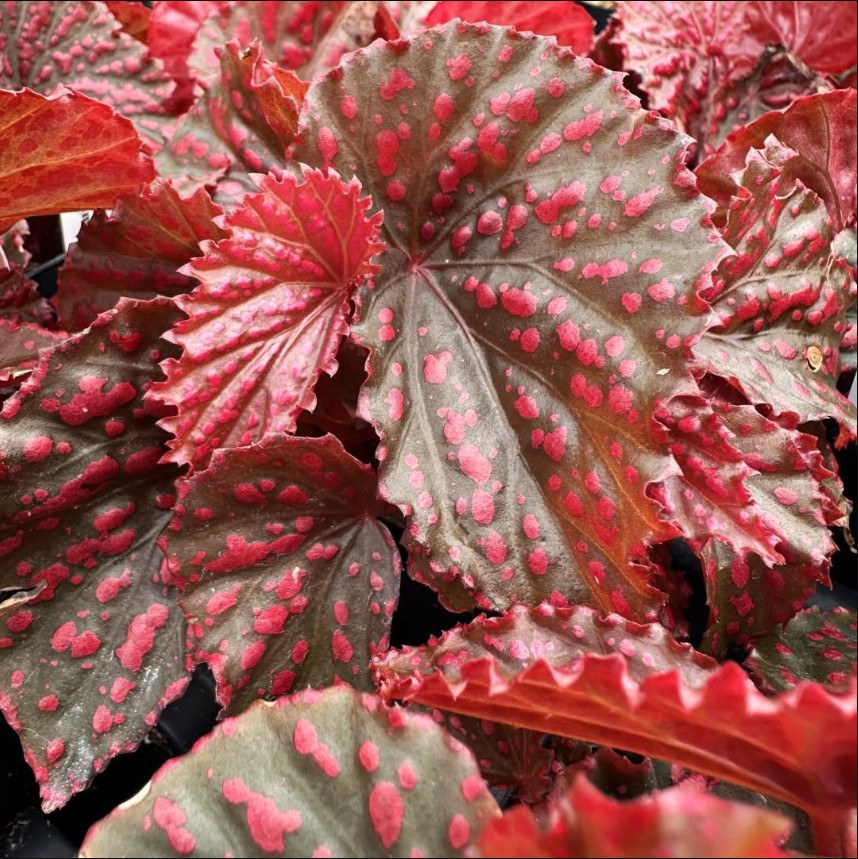 Begonia Pink Leaf with White Spots Live Starter Plant size4″Pot 4-6″Tall, No Pot
