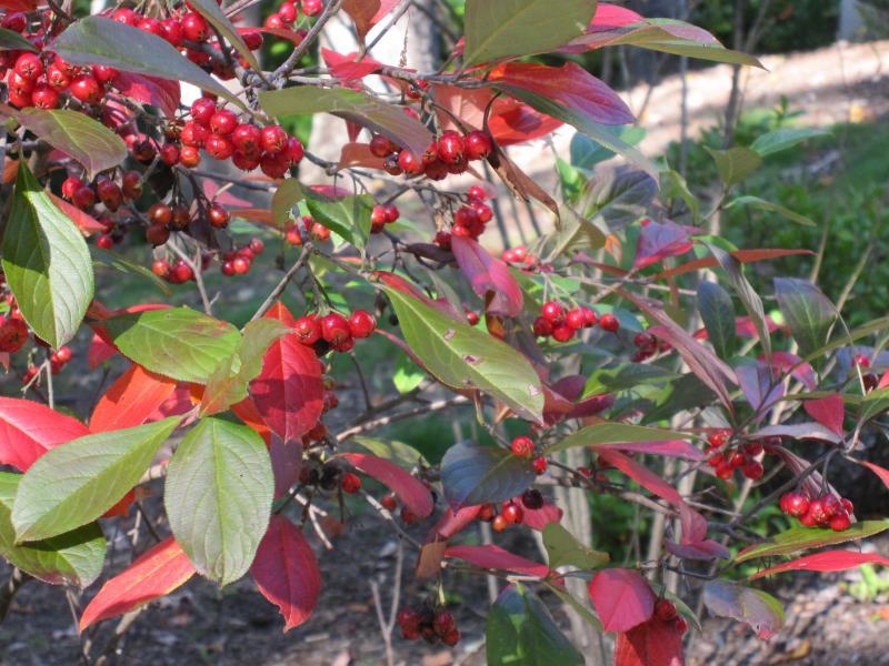 Red Chokeberry, Aronia arbutifolia Brilliantissima, Shrub Seeds