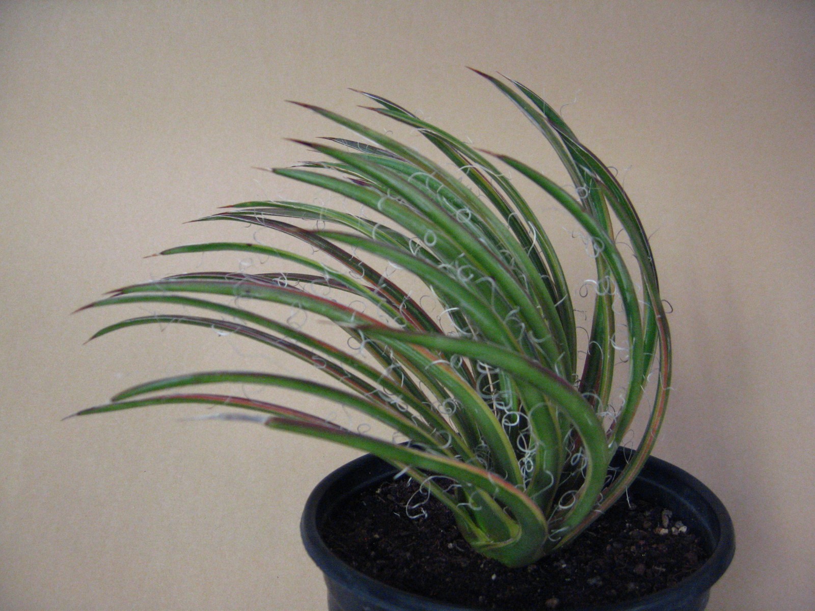 Agave “Leopoldii II” Marginata Aurea — Rare Succulent