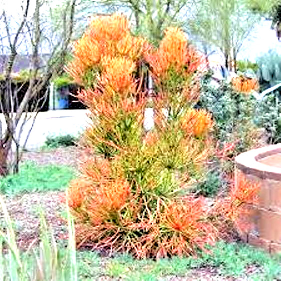 2 LARGE 20″ Cuttings Firestick Pencil Thornless Euphorbia Tirucalli Succulent