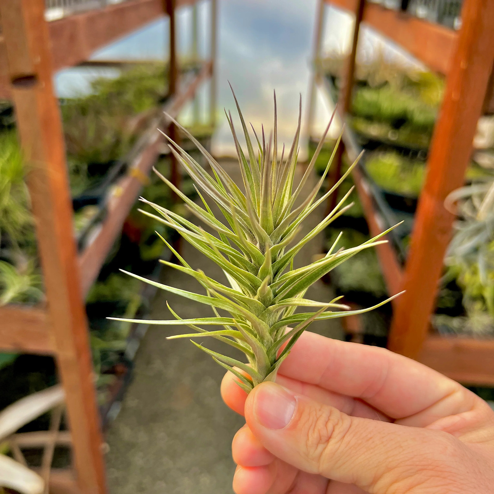 Araujei Purple Star Air Plant (Small Beautiful Form With Natural Purple Color)