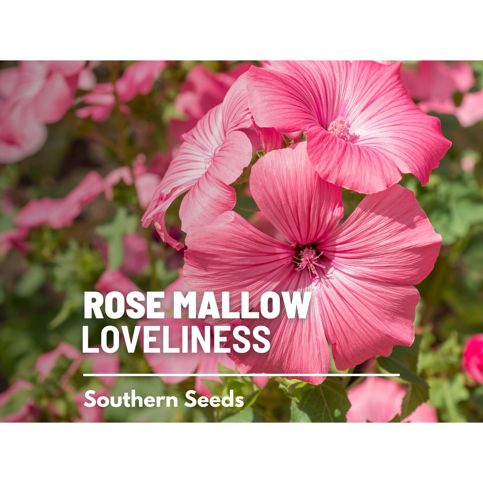 Rose Mallow, Loveliness – 50 Seeds – Heirloom Flower (Lavatera trimestris)