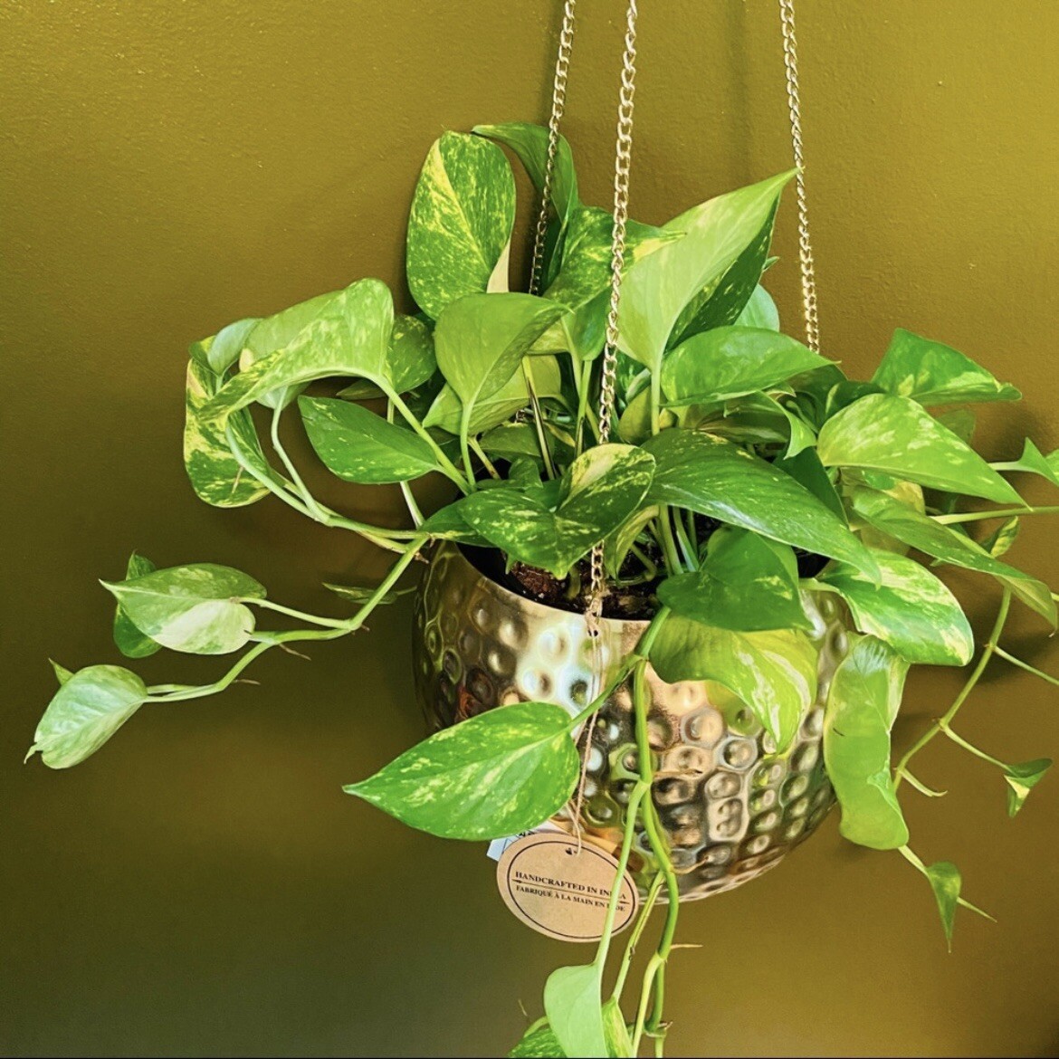 Lot of 3 Golden, Cebu Blue, Global Green Pothos 2 Leaf 2 Nodes UNROOTED CUTTINGS