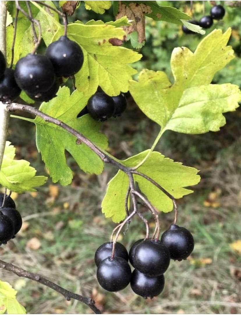 24-36″ tall Golden Girl black hawthorn (Crataegus sp.) 2 year old grafted plant