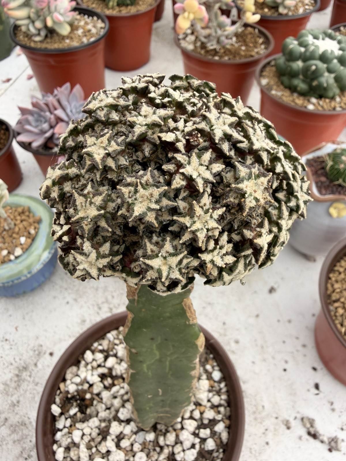 Rare Cactus Grafted