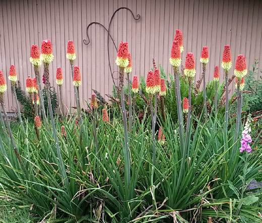 RED HOT POKER TORCH LILY Kniphofia Uvaria Royal Castle – 20 Seeds