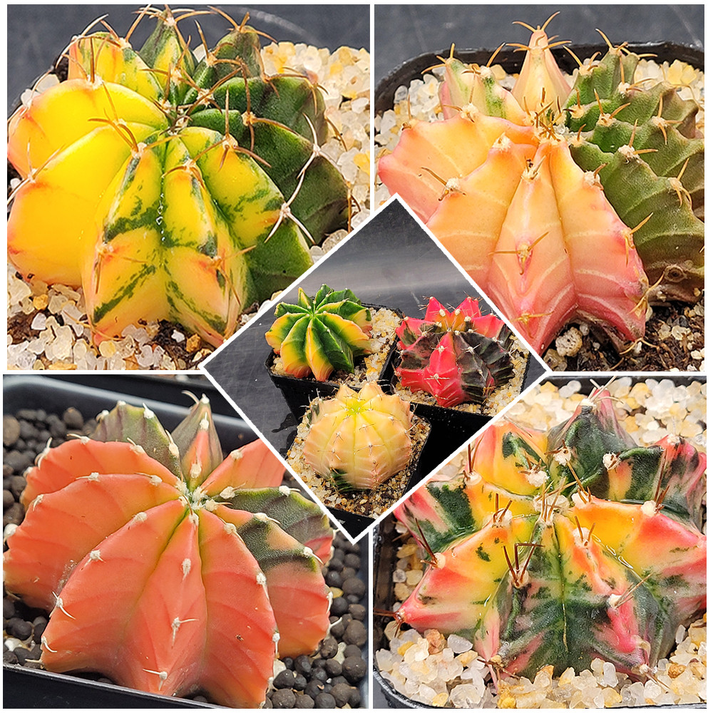 Gymnocalycium Mihanovichii Variegated Cactus Set of 3 Multicolor 2-2.5in