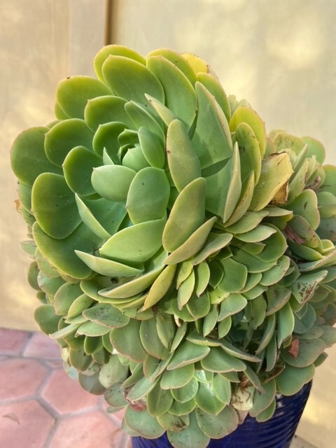 Aeonium arboreum-tree Aeonium