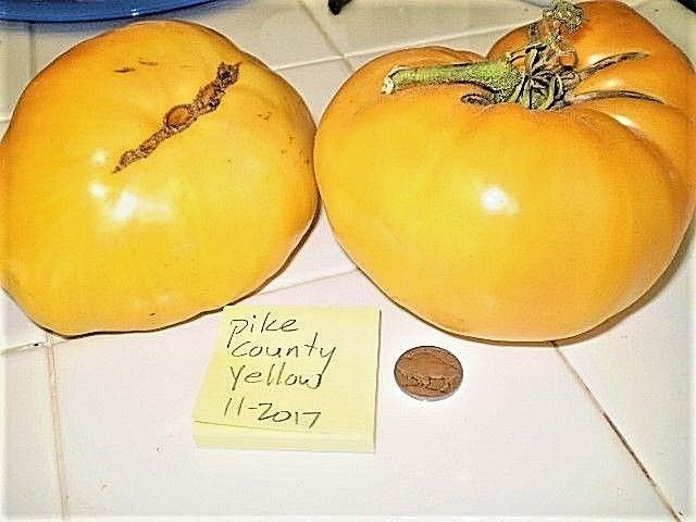 Pike County Yellow tomato BIG yellow heirloom non-gmo YUMM!