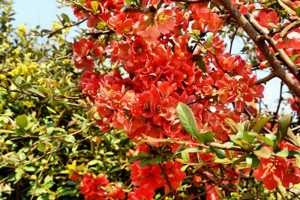 JAPANESE QUINCE Chaenomeles Japonica – 15 SEEDS. FREE S&H