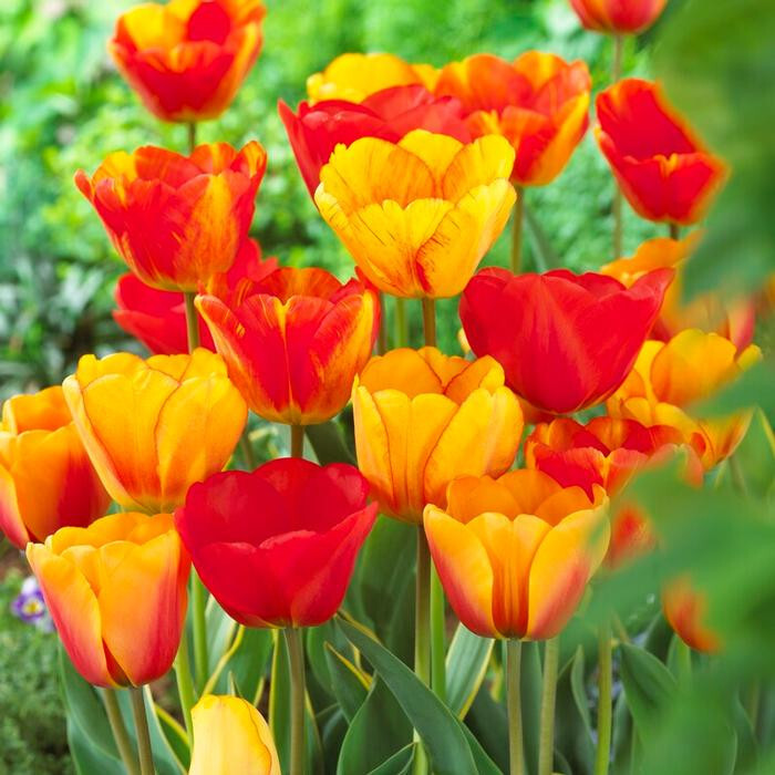 Five Bulbs 12+ cm Tulipa Darwin Hybrid Apledorn Mixture giant egg shaped blooms