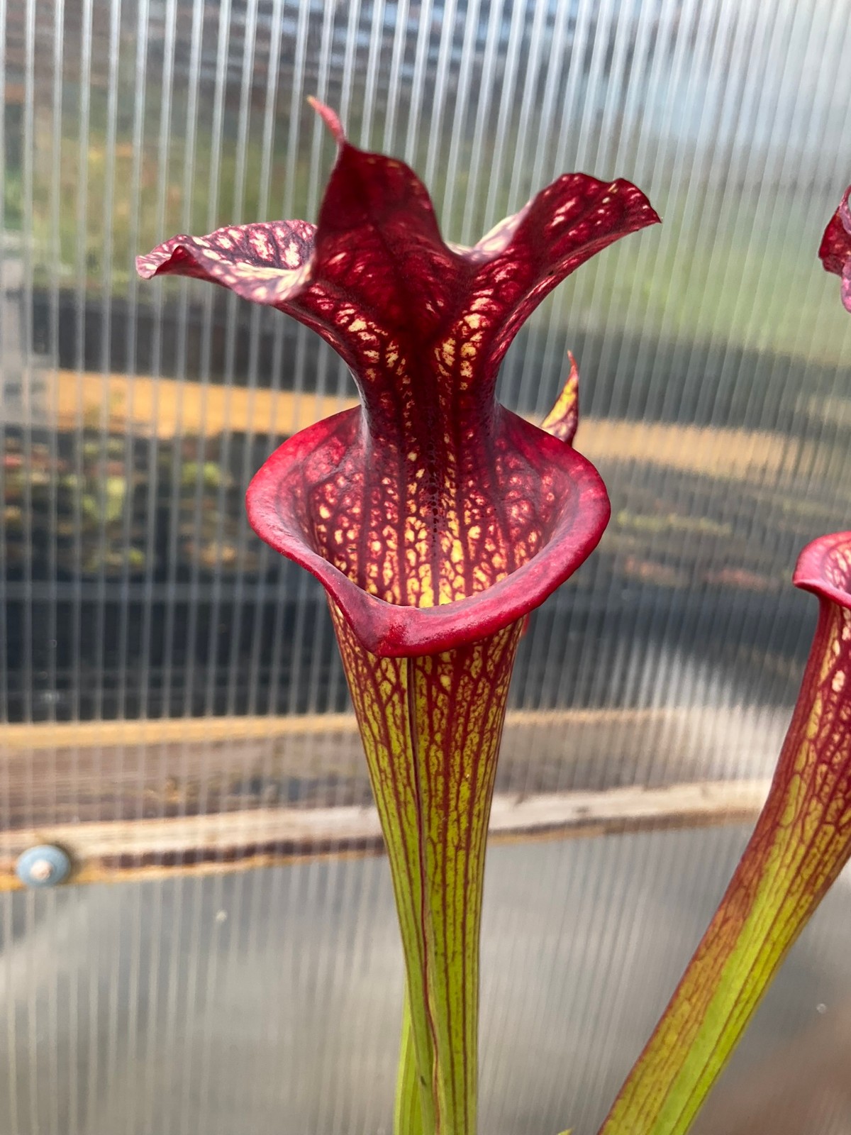 Sarracenia ‘Esme Cowlard’ x (leucophylla Purple Lips x cuprea) OP Exact Plant