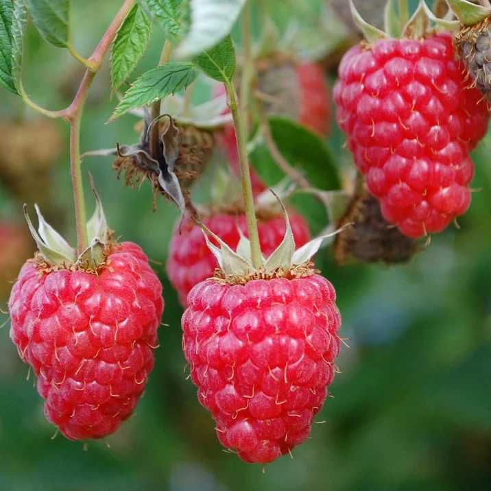 3 Raspberry Plants “Himbo-Top” Everbearing (3 Dormant Bare Root Canes)Zone 4-8