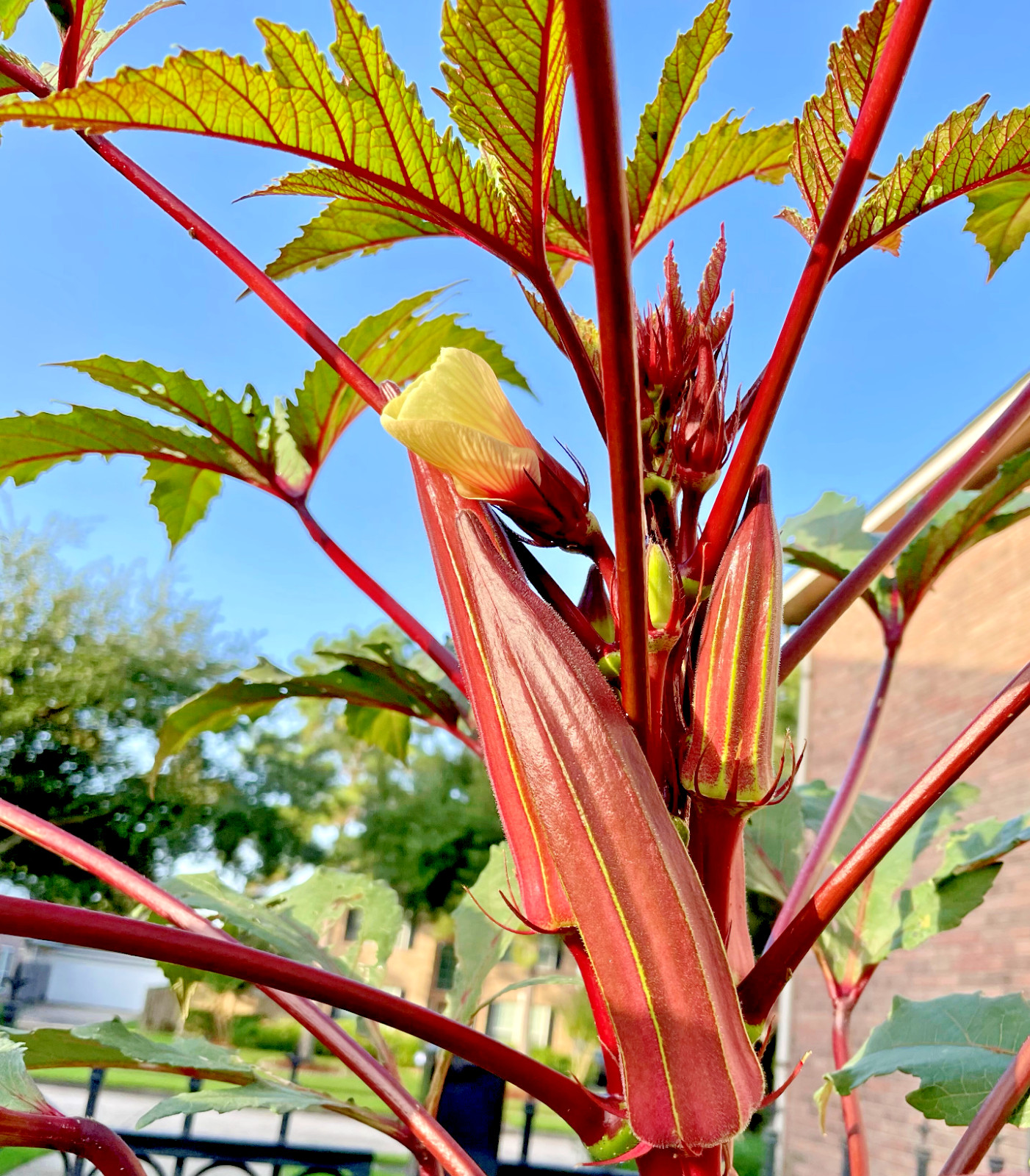 50+ Huge Red Burgundy Okra Organic Heirloom Seeds