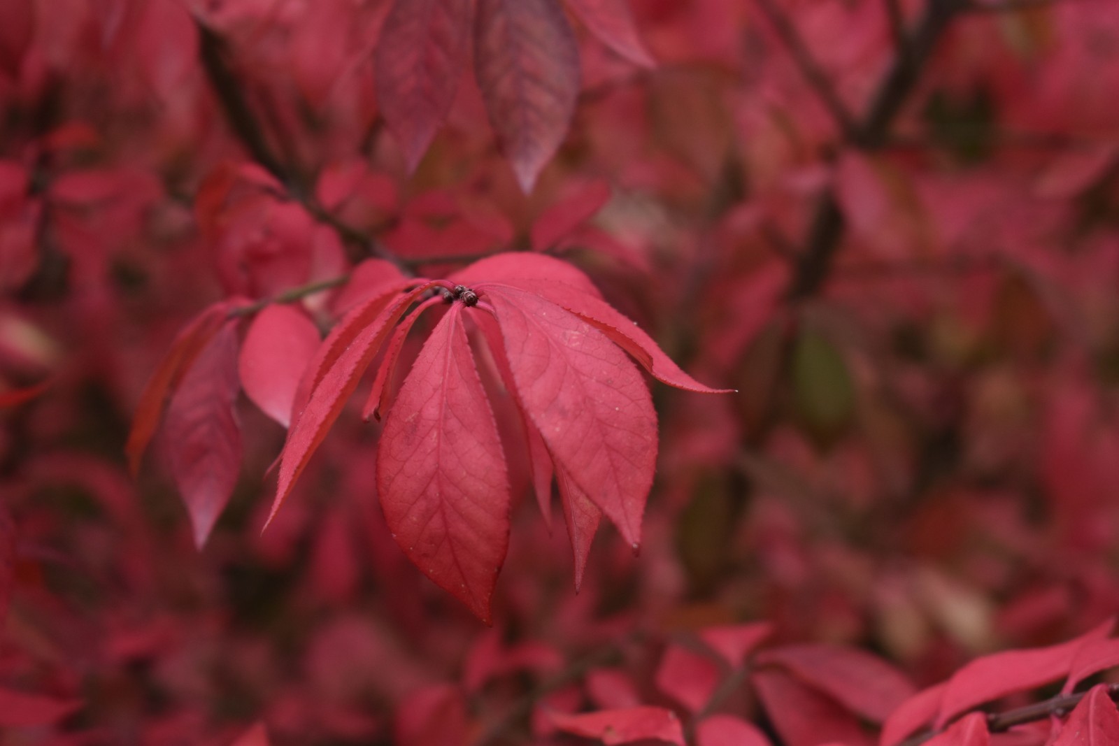 Dwarf Burning Bush Hardy Shrub (Euonymus alatus) 1 plant 4″ pot