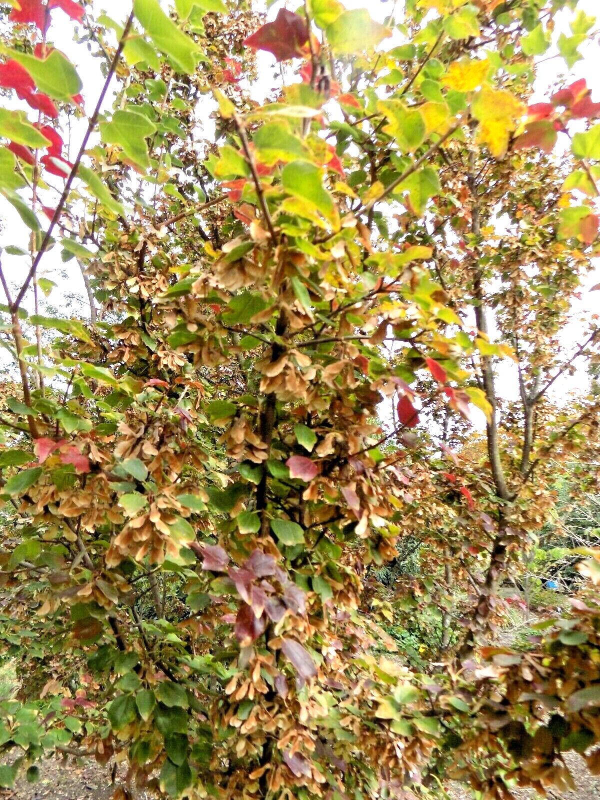 20 MIYADONO DWARF TRIDENT MAPLE SEEDS – (Acer buergerianum ‘Miyadono’)