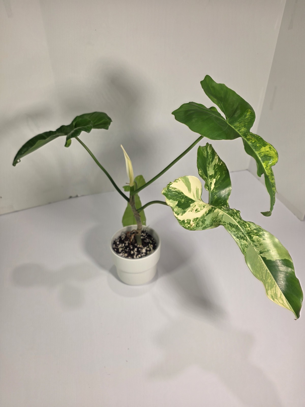 Philodendron Jennifer (Florida Beauty x Billietiae) – 4 inch pot, 4 leaf